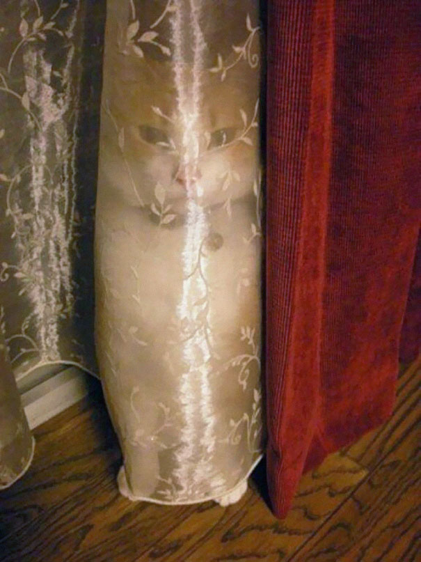 ninja_cat_hiding_funny_103__6051.jpg