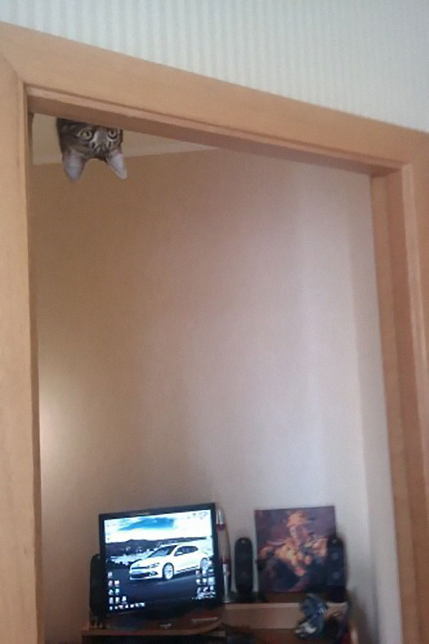 ninja_cat_hiding_funny_104__6051.jpg