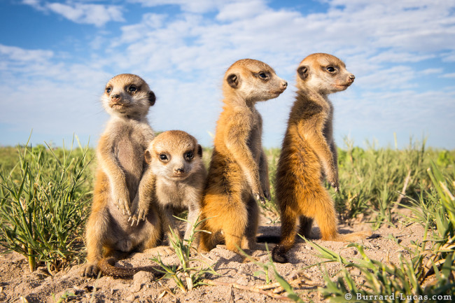 Meerkats_5_650x433.jpg