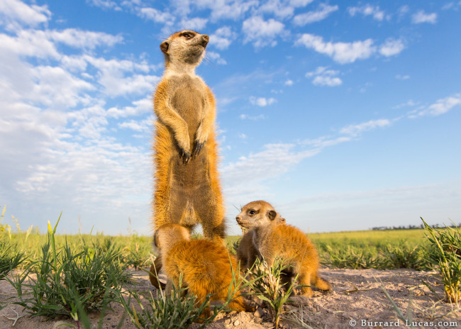 Meerkats_6_650x464.jpg