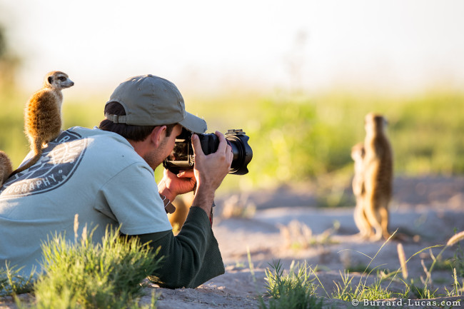 Meerkatseverywhere.jpg