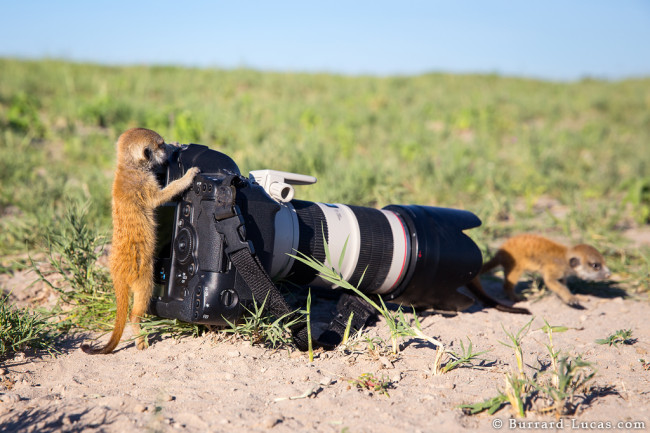 Meerkatseverywhere3.jpg