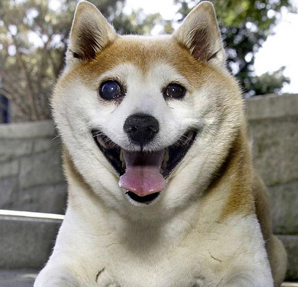 happydog1.jpg