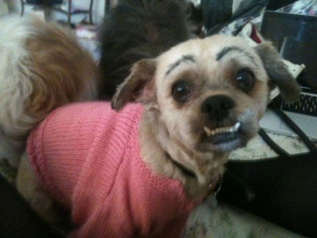 Latest_Internet_Trend_Dogs_With_Eyebrows_3.jpg