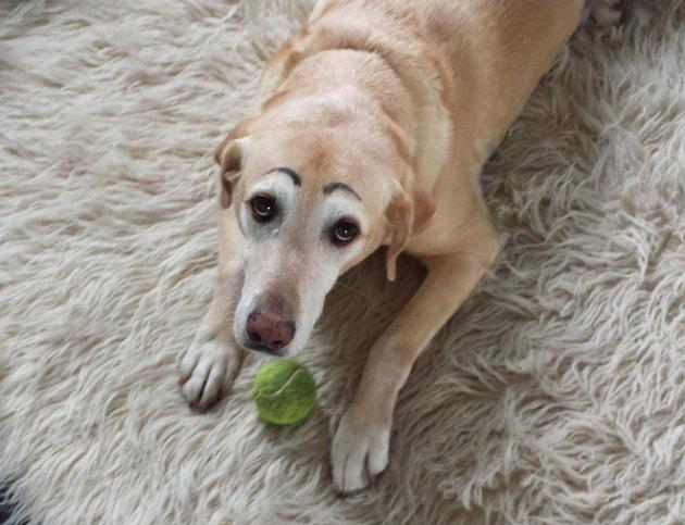 Latest_Internet_Trend_Dogs_With_Eyebrows_4.jpg