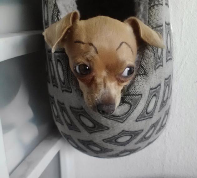 Latest_Internet_Trend_Dogs_With_Eyebrows_5.jpg