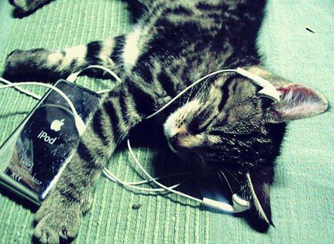 kitten_listening_to_music.JPG