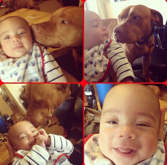 babies_and_dogs_11.jpg