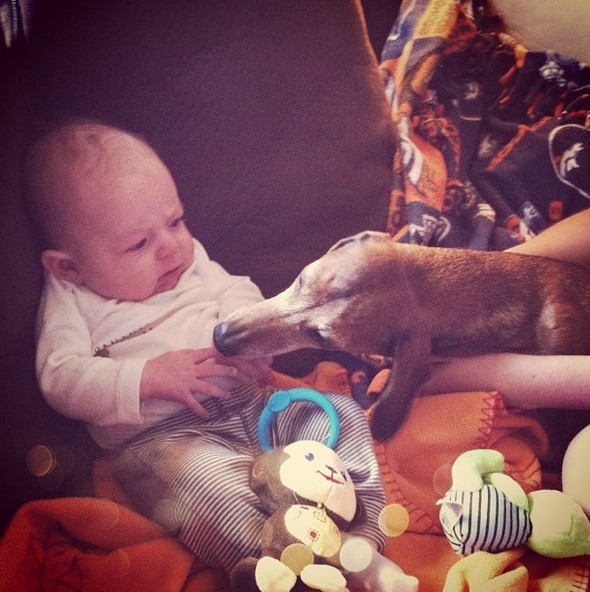 babies_and_dogs_14.jpg