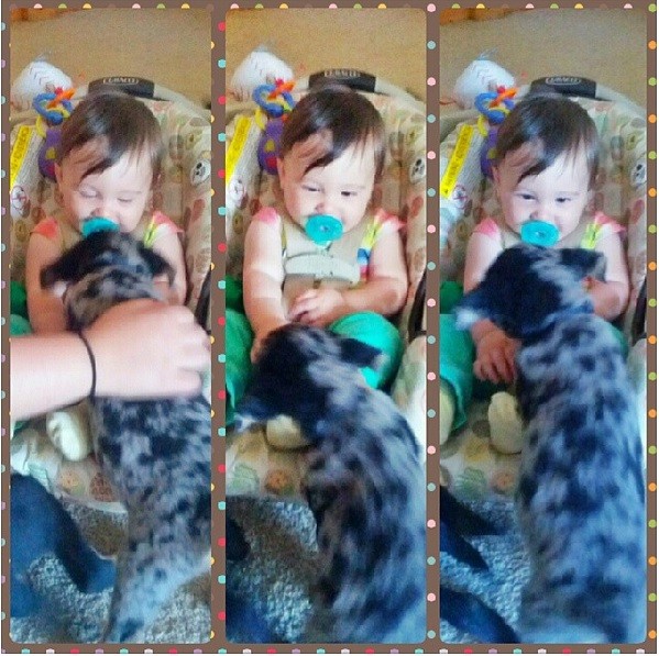 babies_and_dogs_16.jpg