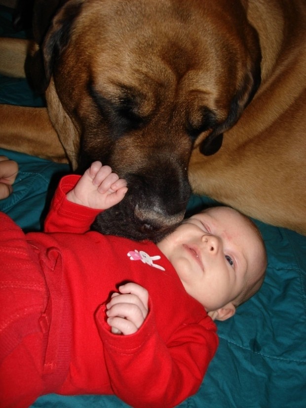 babies_and_dogs_18.jpg