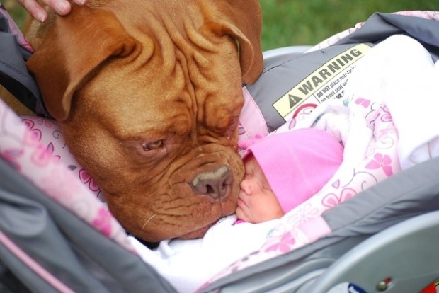 babies_and_dogs_21.jpg