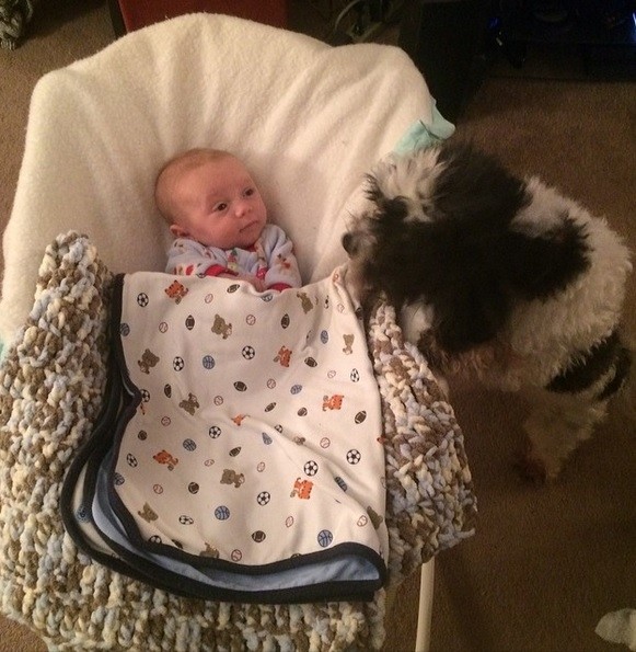 babies_and_dogs_22.jpg