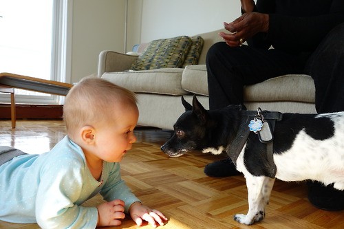 babies_and_dogs_25.jpg