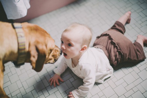 babies_and_dogs_26.jpg