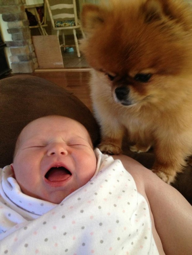 babies_and_dogs_4.jpg