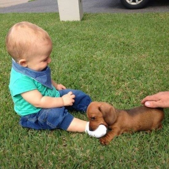 babies_and_dogs_6.jpg