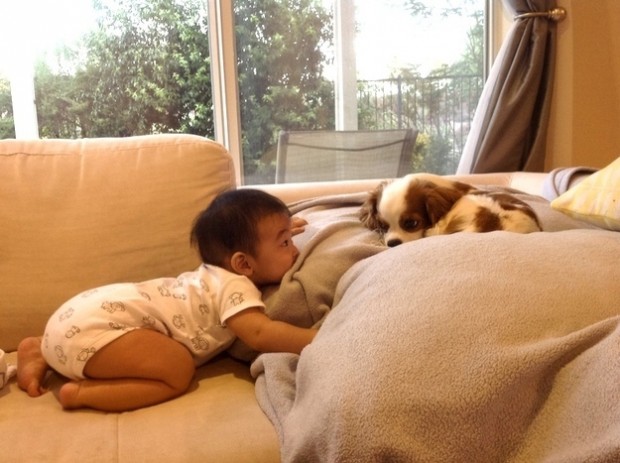 babies_and_dogs_8.jpg