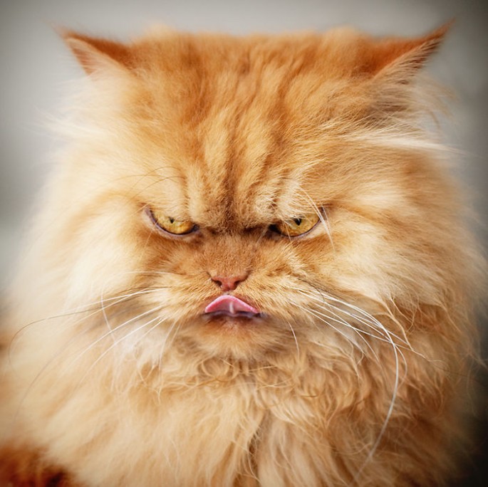 Garfi_the_Angry_Cat_12_685x684.jpg