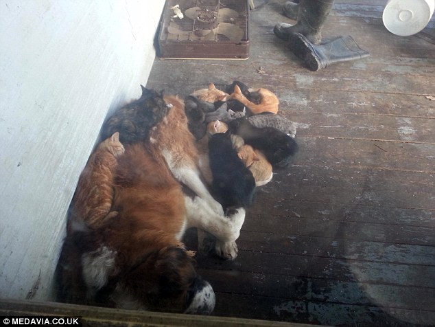 st_bernard_kitties.jpg