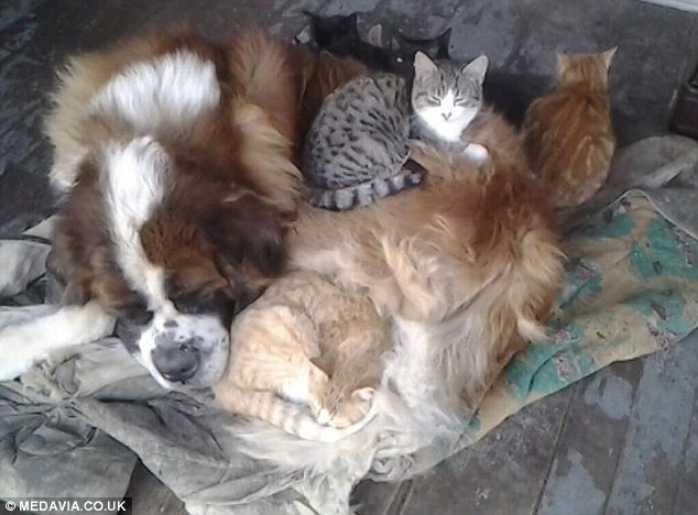 st_bernard_kitties_1.jpg