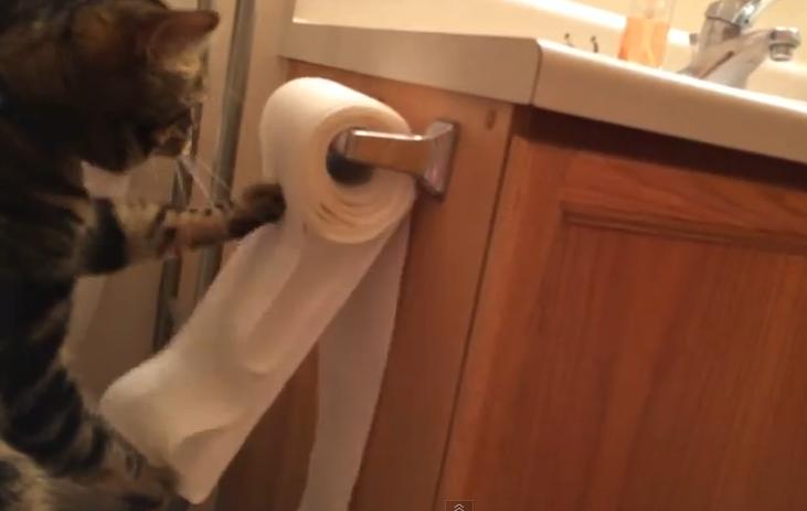 cat_toilet_paper.JPG