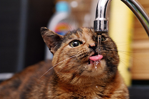 cat_drinking_water.jpg