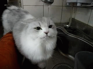 cat_drinking_water_1.jpg