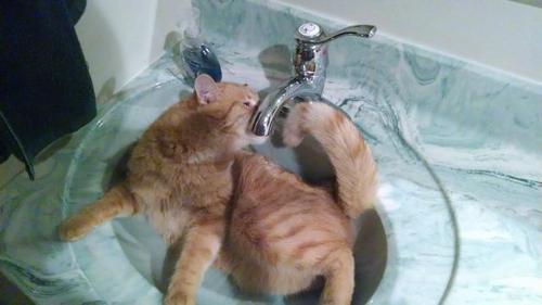 cat_drinking_water_10.jpg