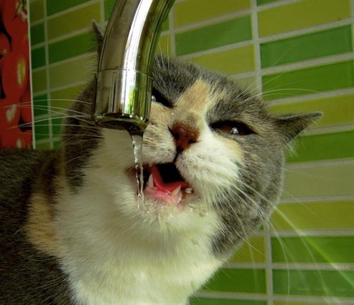 cat_drinking_water_11.jpg