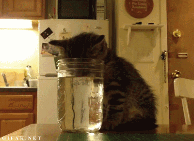 cat_drinking_water_12.jpg