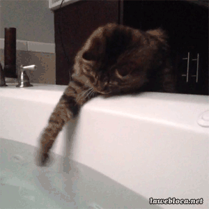 cat_drinking_water_14.jpg