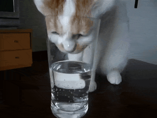 cat_drinking_water_3.jpg