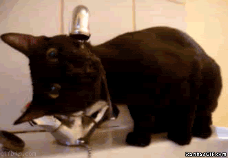cat_drinking_water_4.jpg