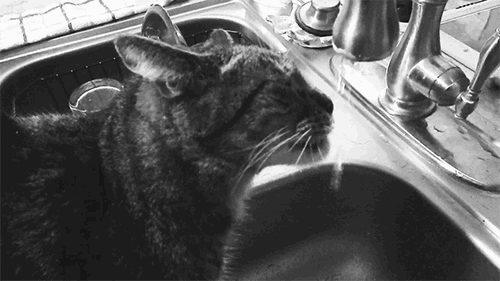 cat_drinking_water_5.jpg
