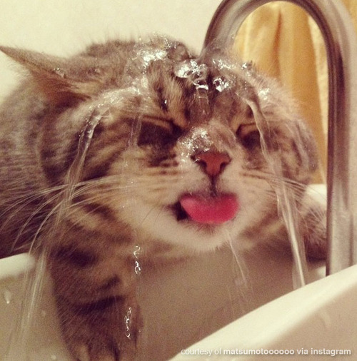 cat_drinking_water_7.jpg