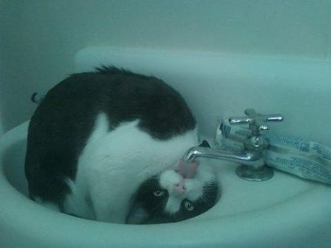 cat_drinking_water_8.jpg