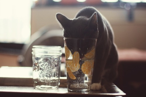 cat_drinking_water_9.jpg
