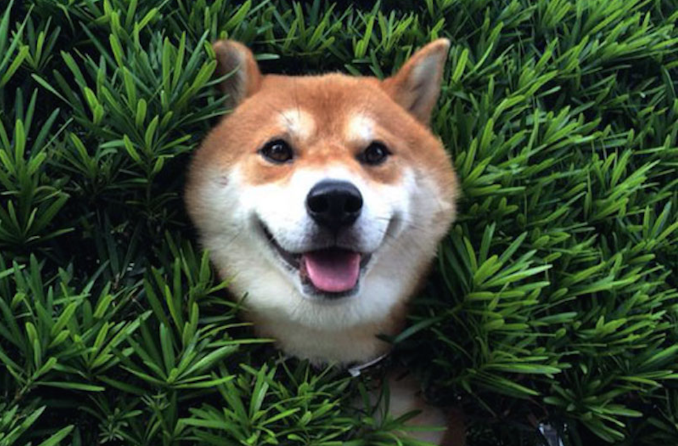 shiba1.png