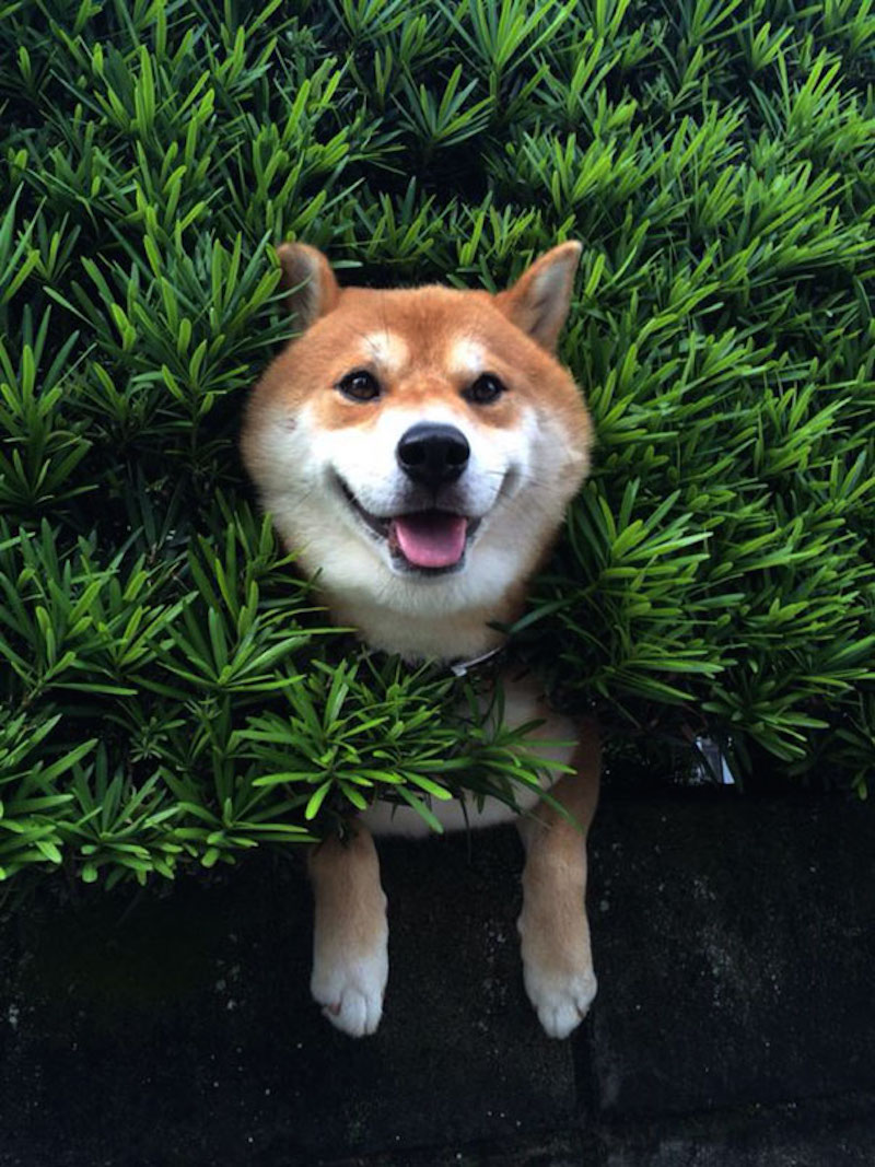 shiba3.jpg