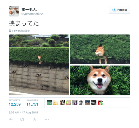 shiba4.png