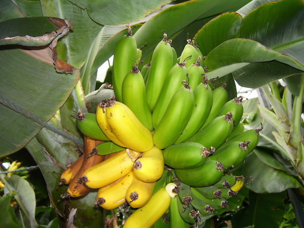 bananas9.jpg