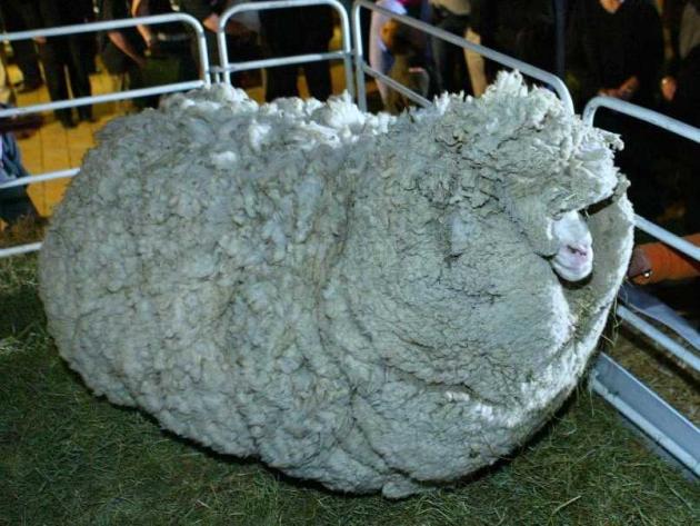 shrek_sheep.jpg