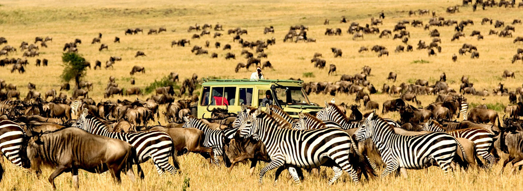 wildlife_at_serengenti_np_tanzania_east_african_safaris__1_.jpg