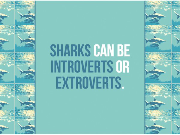 sharks1.jpg