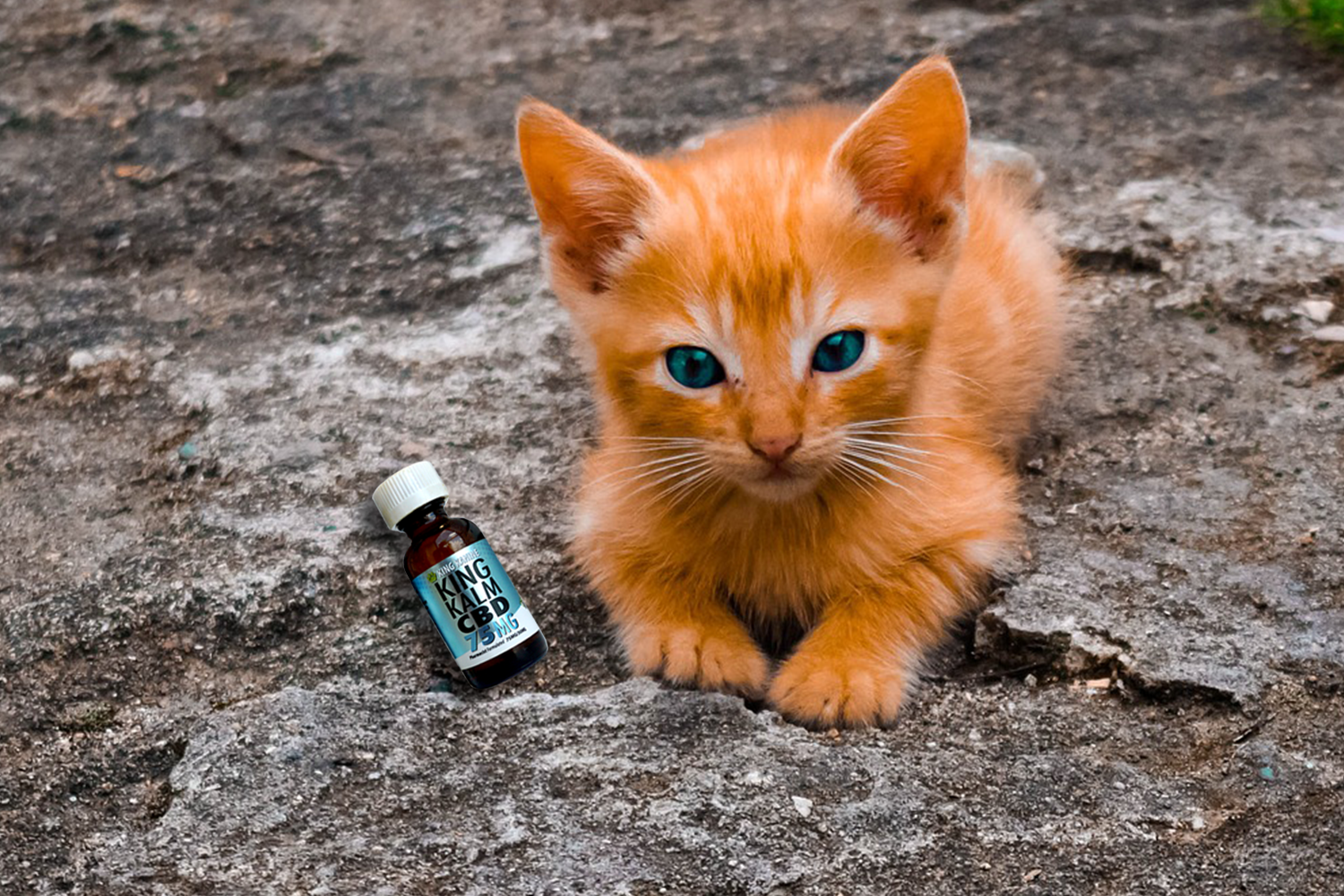 CBD_for_Cats.png