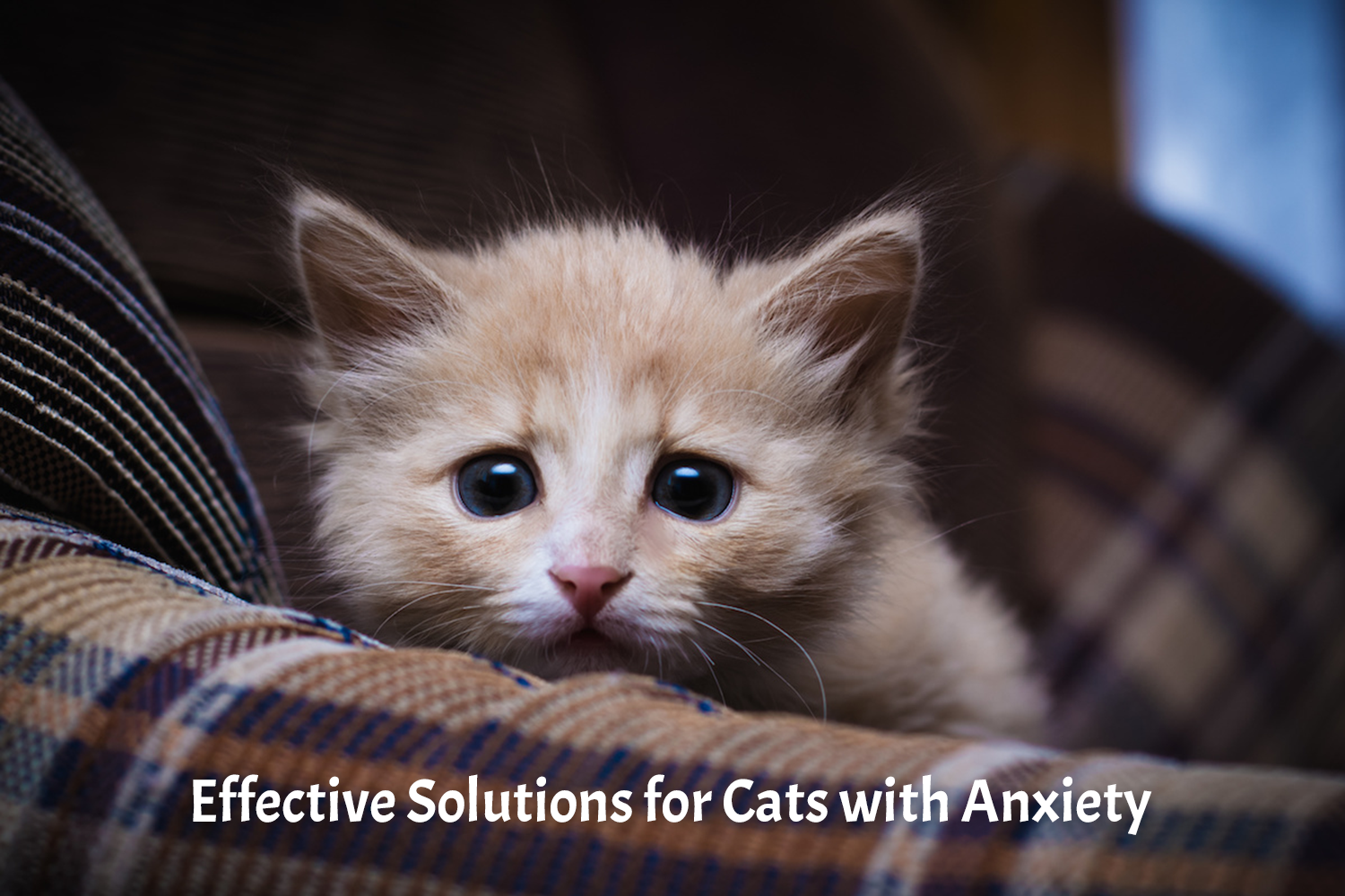 Effective_Solutions_for_Cats_with_Anxiety.png