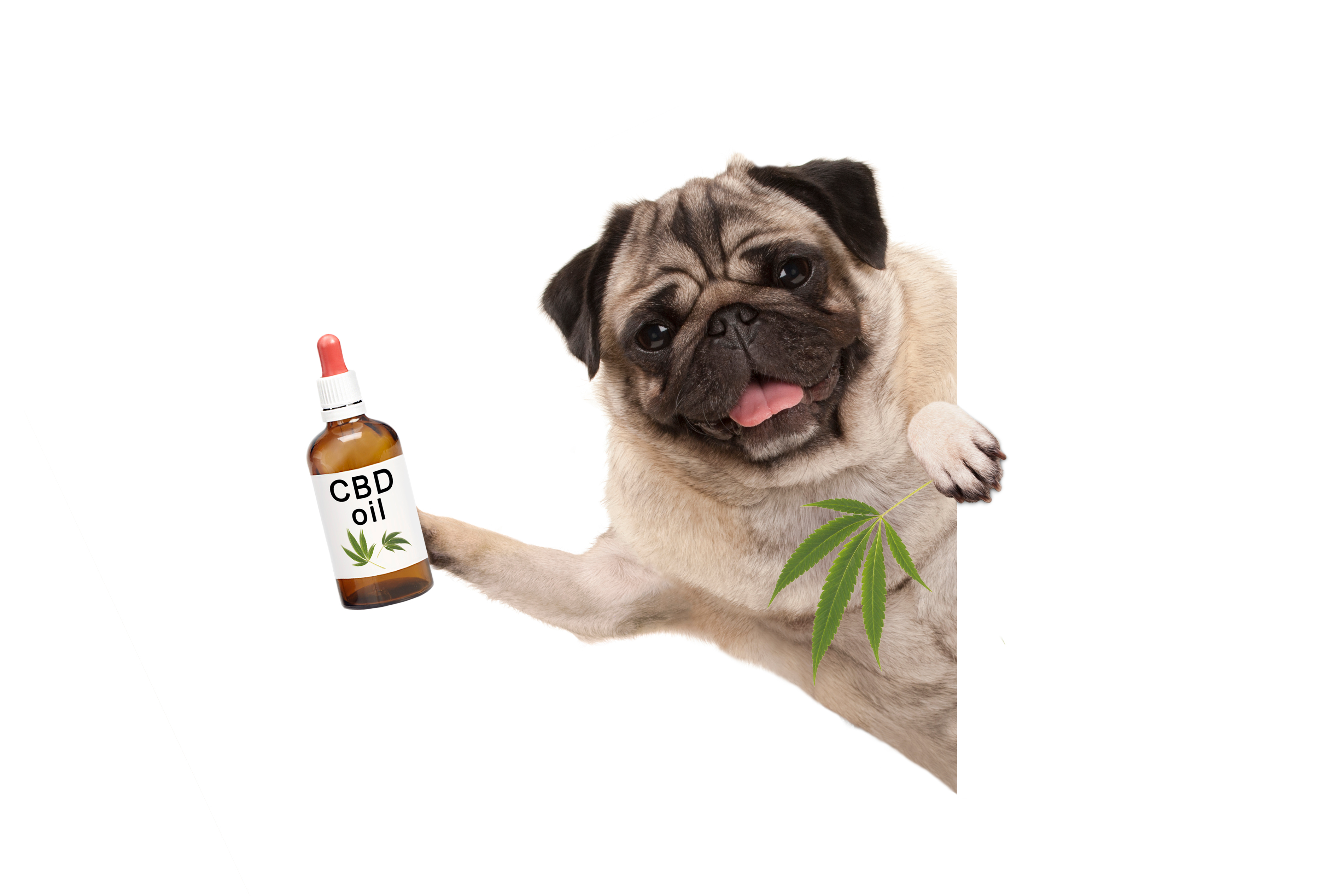 CBD_for_dogs.jpg