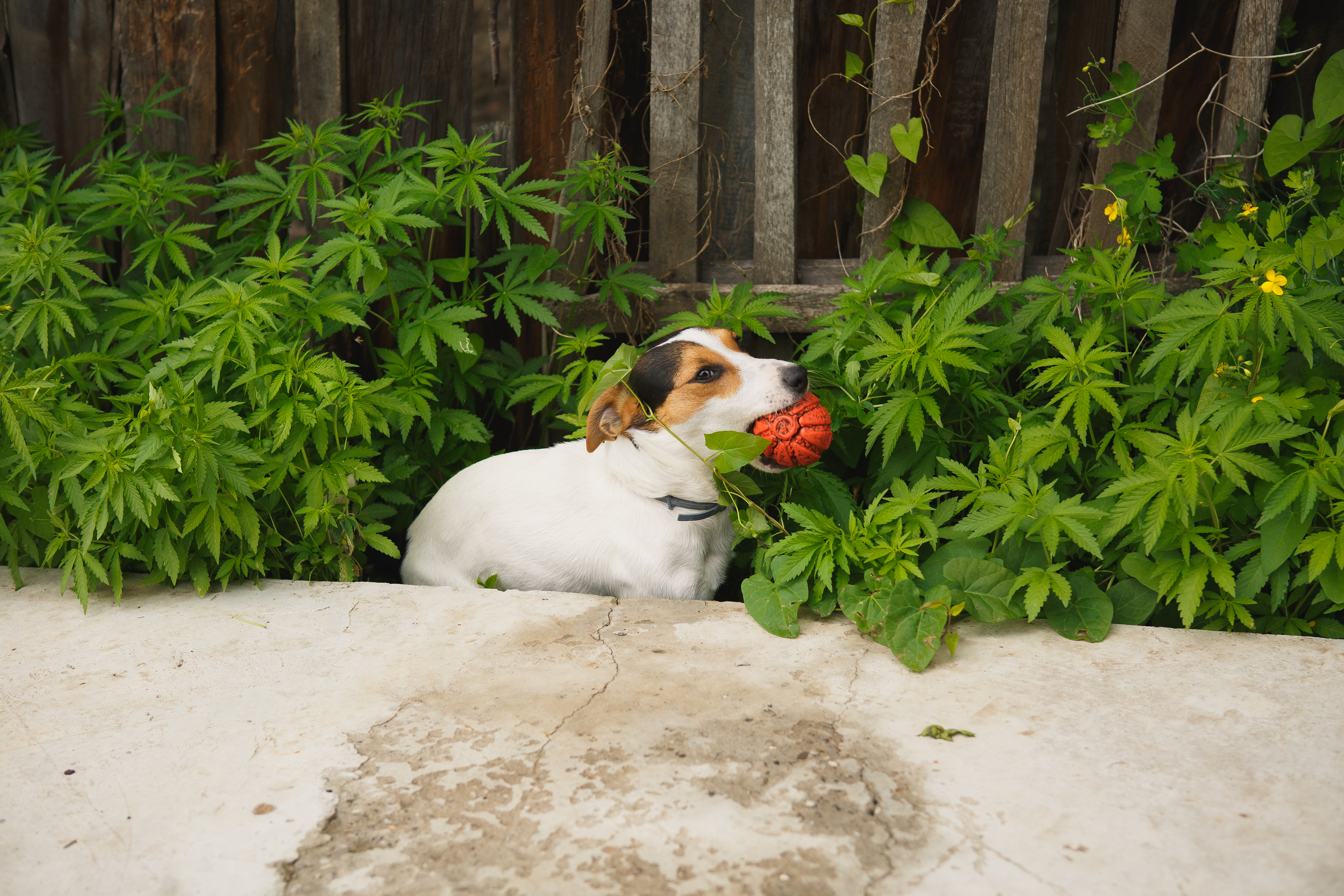 Dogs_consuming_marijuana.jpg