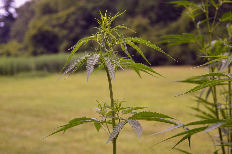 hemp_2540730_960_720.jpg